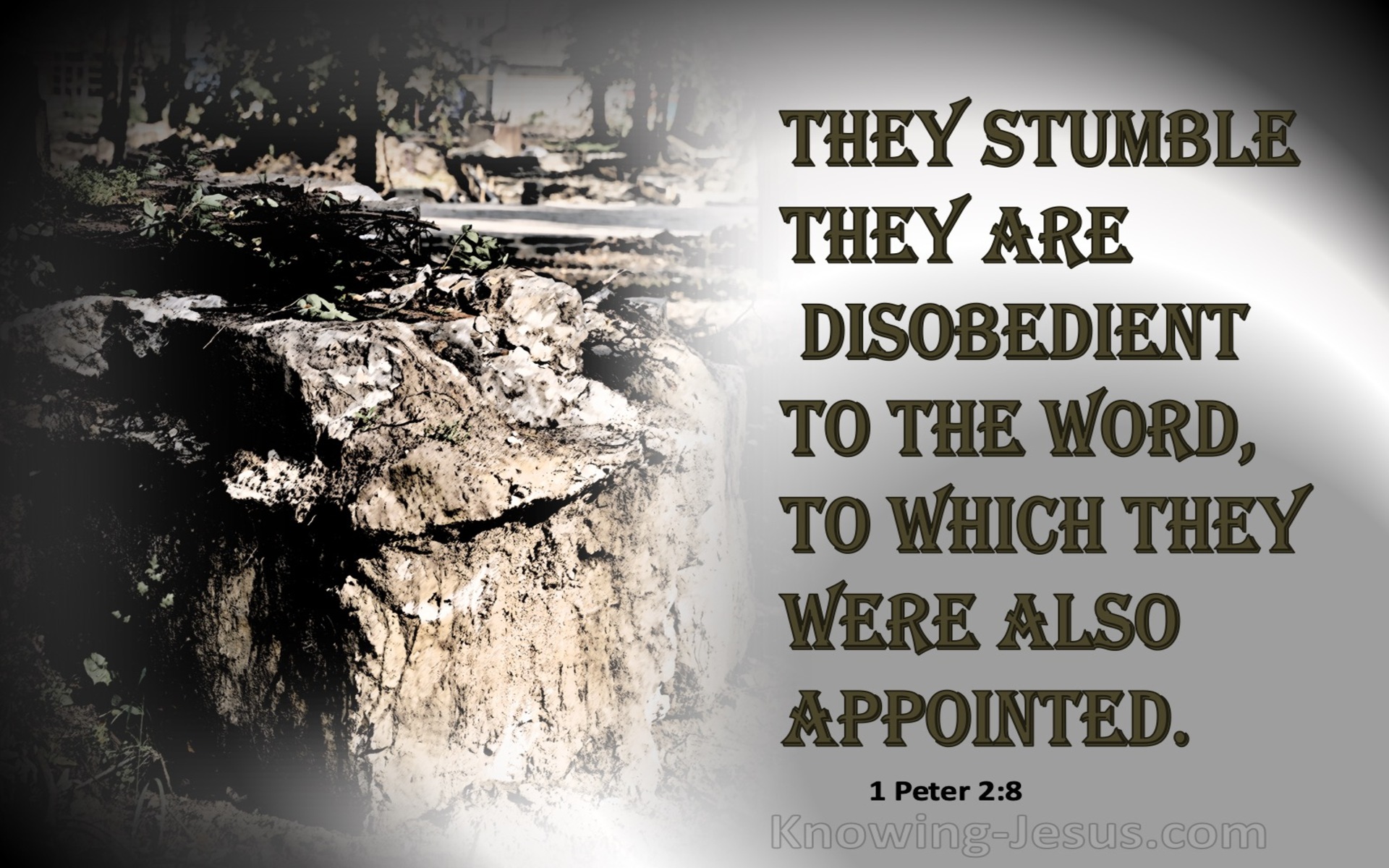 1 Peter 2:8 They Stumble, Being Disobedient To The Word (black)